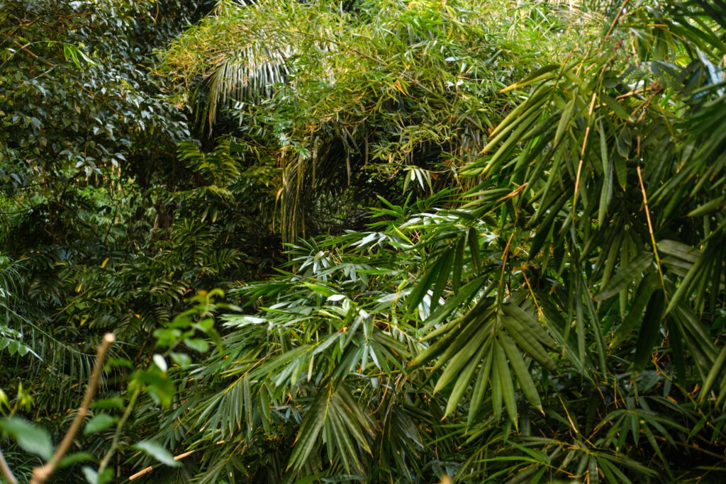 1.1.3.17. Outdoor Area-Jungle View